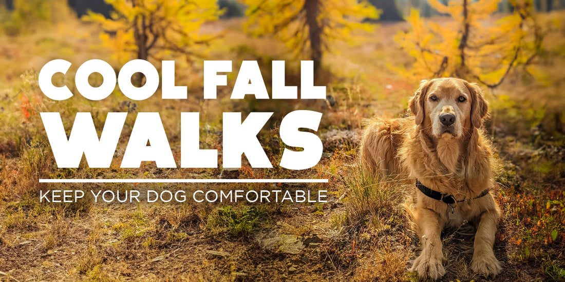 How to Make Fall Morning Walks Cozy and Safe for You and Your Dog