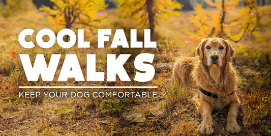 How to Make Fall Morning Walks Cozy and Safe for You and Your Dog