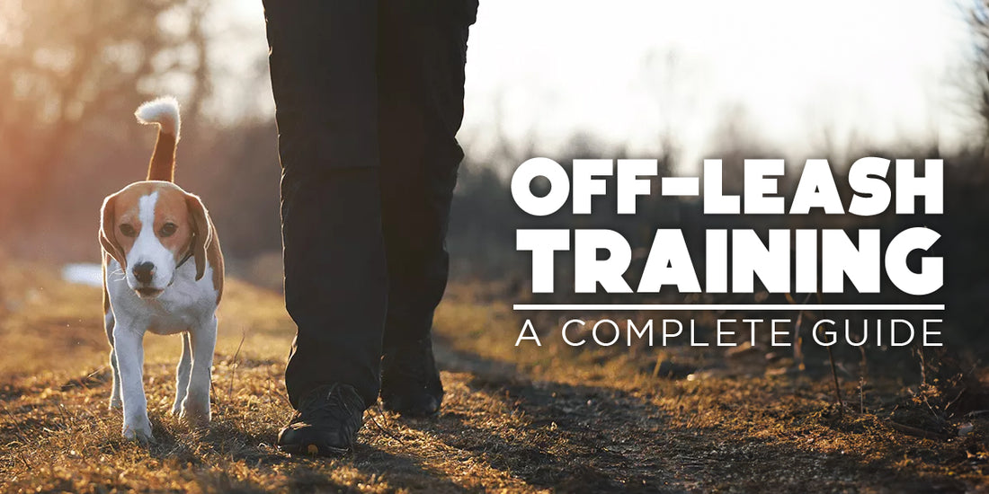 How to Train Your Dog for Off-Leash Walking Without the Stress