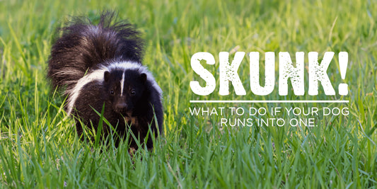 How to Get Rid of Skunk Smell on Your Dog: A Step-by-Step Guide