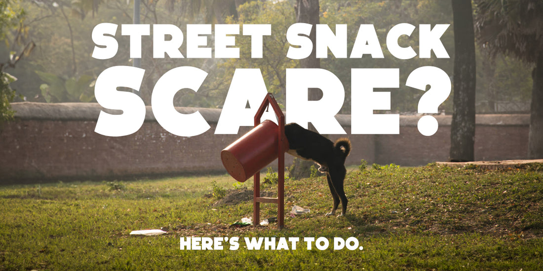 Dog Ate Something from the Street? Here’s What You Should Do Next