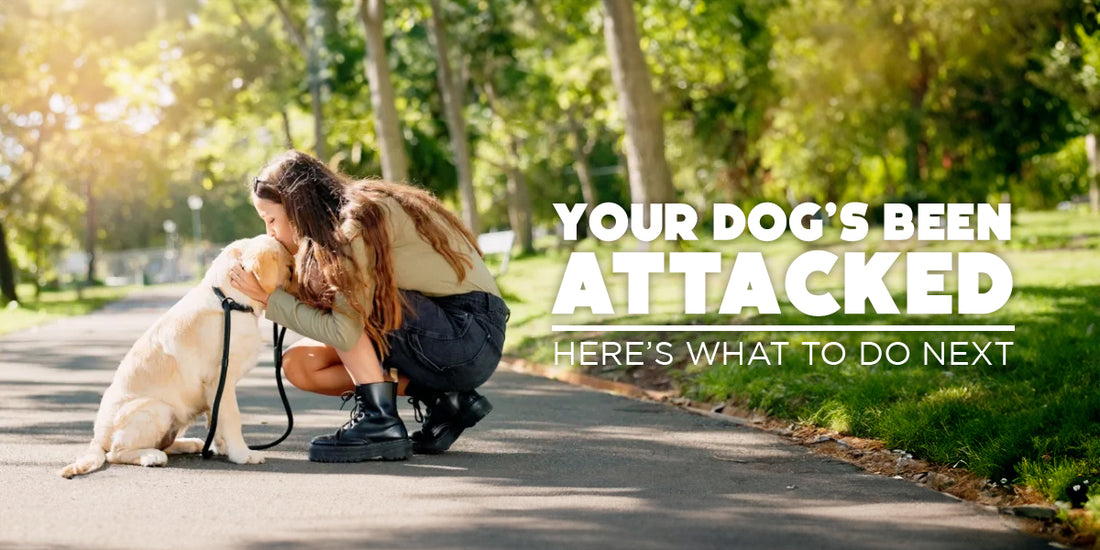 What to Do If Your Dog Gets Bitten at the Park